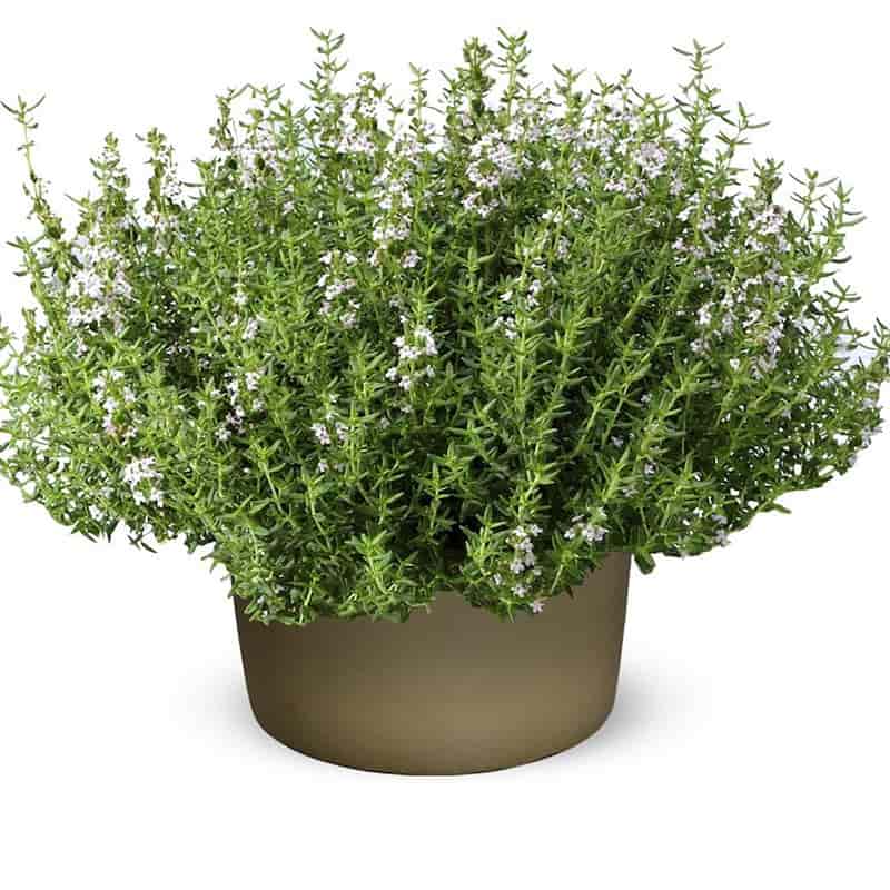 آویشن برگ سوزنی مرغوب مناسب دمنوش و آشپزی